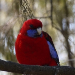 Platycercus elegans (Crimson Rosella) at Black Mountain - 28 Aug 2019 by ClubFED