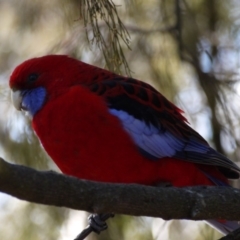 Platycercus elegans at Hackett, ACT - 28 Aug 2019 12:10 PM