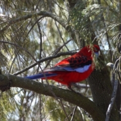 Platycercus elegans at Hackett, ACT - 28 Aug 2019