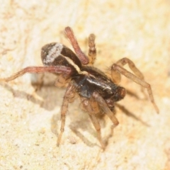 Lycosidae (family) (Wolf spider) at Moncrieff, ACT - 23 Aug 2019 by Harrisi