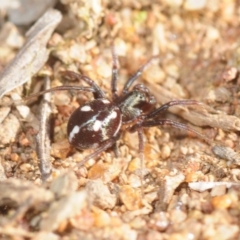 Zodariidae sp. (family) (Unidentified Ant spider or Spotted ground spider) at Moncrieff, ACT - 23 Aug 2019 by Harrisi