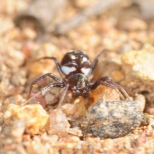 Zodariidae (family) at Moncrieff, ACT - 23 Aug 2019