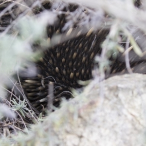 Tachyglossus aculeatus at Michelago, NSW - 26 Aug 2019 12:45 PM