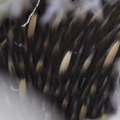 Tachyglossus aculeatus at Michelago, NSW - 26 Aug 2019