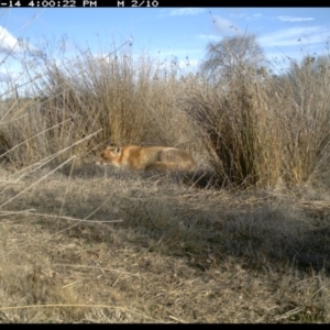 Vulpes vulpes at Michelago, NSW - 14 Jul 2019 04:00 PM