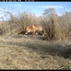 Vulpes vulpes at Michelago, NSW - 14 Jul 2019