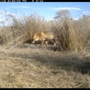 Vulpes vulpes at Michelago, NSW - 14 Jul 2019