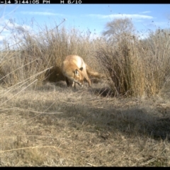 Vulpes vulpes at Michelago, NSW - 14 Jul 2019 04:00 PM