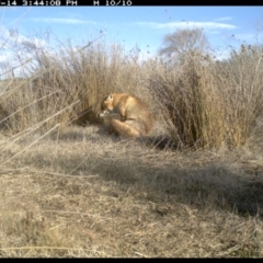 Vulpes vulpes at Michelago, NSW - 14 Jul 2019