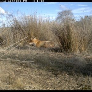 Vulpes vulpes at Michelago, NSW - 14 Jul 2019 04:00 PM