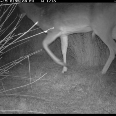 Dama dama (Fallow Deer) at Illilanga & Baroona - 15 Jul 2019 by Illilanga