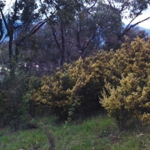 Pomaderris angustifolia at Conder, ACT - 26 Oct 2000