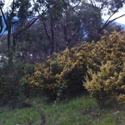 Pomaderris angustifolia (Pomaderris) at Tuggeranong Hill - 25 Oct 2000 by michaelb