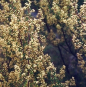 Pomaderris angustifolia at Conder, ACT - 26 Oct 2000