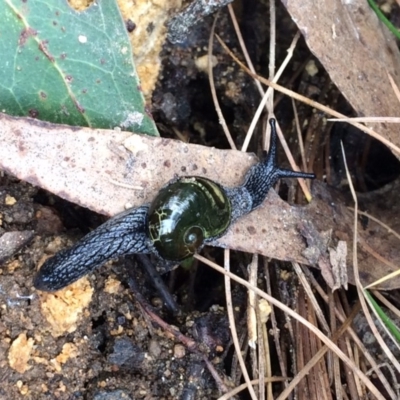 Helicarion cuvieri (A Semi-slug) at Cotter River, ACT - 27 Aug 2019 by NickiTaws