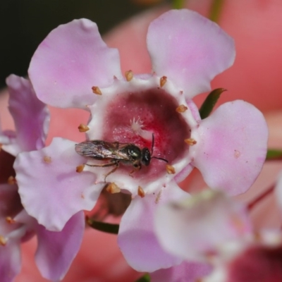Lasioglossum (Homalictus) sp. (genus & subgenus) (Furrow Bee) at ANBG - 26 Aug 2019 by TimL