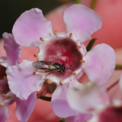 Lasioglossum (Homalictus) sp. (genus & subgenus) (Furrow Bee) at Acton, ACT - 26 Aug 2019 by TimL