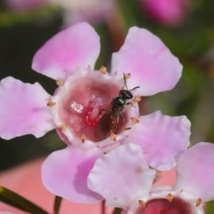 Lasioglossum (Homalictus) sp. (genus & subgenus) at Acton, ACT - 26 Aug 2019 01:49 PM