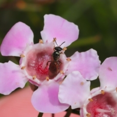 Lasioglossum (Homalictus) sp. (genus & subgenus) at Acton, ACT - 26 Aug 2019