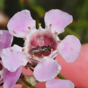 Lasioglossum (Homalictus) sp. (genus & subgenus) at Acton, ACT - 26 Aug 2019