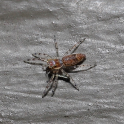 Helpis minitabunda (Threatening jumping spider) at ANBG - 26 Aug 2019 by TimL