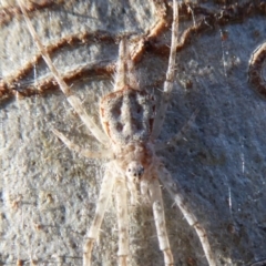 Tamopsis sp. (genus) at Hackett, ACT - 28 Aug 2019