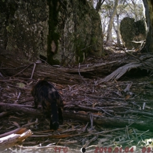 Felis catus at Rendezvous Creek, ACT - 12 Aug 2019 12:00 AM