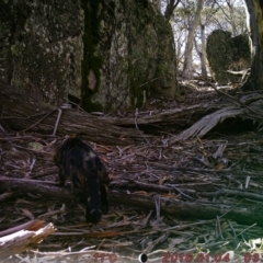 Felis catus (Feral Cat) at Rendezvous Creek, ACT - 11 Aug 2019 by ChrisHolder