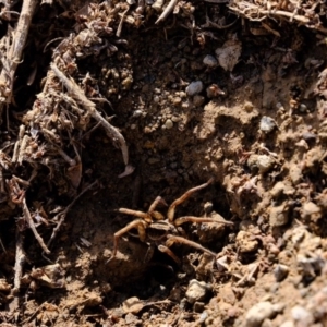 Venatrix sp. (genus) at Uriarra Village, ACT - 16 Aug 2019