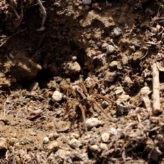 Venatrix sp. (genus) at Uriarra Village, ACT - 16 Aug 2019