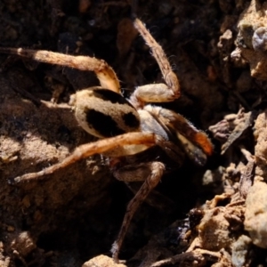 Venatrix sp. (genus) at Uriarra Village, ACT - 16 Aug 2019