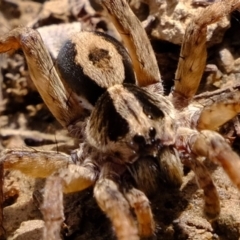 Venatrix sp. (genus) at Uriarra Village, ACT - 16 Aug 2019