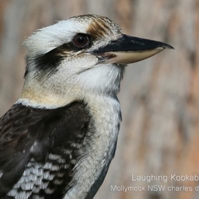 Dacelo novaeguineae (Laughing Kookaburra) at Mollymook, NSW - 23 Aug 2019 by Charles Dove