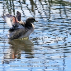 Tachybaptus novaehollandiae (Australasian Grebe) at Burrill Lake, NSW - 15 Aug 2019 by CharlesDove