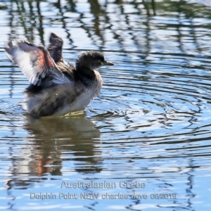 Tachybaptus novaehollandiae at Burrill Lake, NSW - 15 Aug 2019