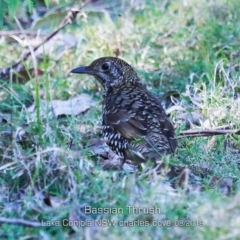 Zoothera lunulata (Bassian Thrush) at Yatte Yattah, NSW - 23 Aug 2019 by CharlesDove