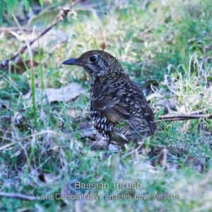 Zoothera lunulata at Yatte Yattah, NSW - 23 Aug 2019