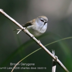 Gerygone mouki (Brown Gerygone) at Meroo National Park - 23 Aug 2019 by CharlesDove