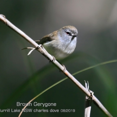 Gerygone mouki (Brown Gerygone) at Woodburn, NSW - 23 Aug 2019 by CharlesDove