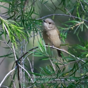 Pachycephala pectoralis at Woodburn, NSW - 24 Aug 2019