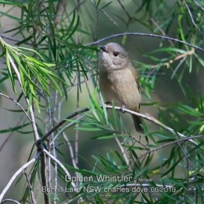 Pachycephala pectoralis (Golden Whistler) at Meroo National Park - 23 Aug 2019 by Charles Dove