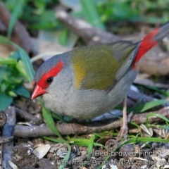 Neochmia temporalis (Red-browed Finch) at Hazel Rowbotham Reserve Walking Track - 21 Aug 2019 by CharlesDove
