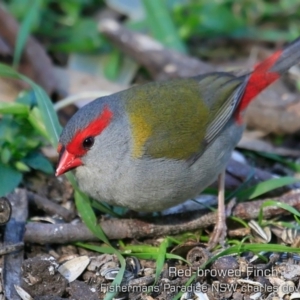 Neochmia temporalis at Fishermans Paradise, NSW - 22 Aug 2019