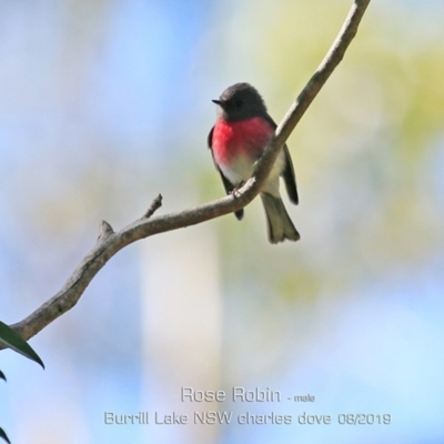 Petroica rosea (Rose Robin) at Meroo National Park - 21 Aug 2019 by Charles Dove