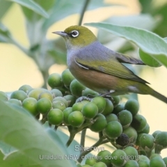 Zosterops lateralis (Silvereye) at Ulladulla - Warden Head Bushcare - 23 Aug 2019 by Charles Dove