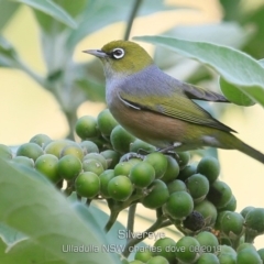 Zosterops lateralis (Silvereye) at Ulladulla - Warden Head Bushcare - 24 Aug 2019 by CharlesDove