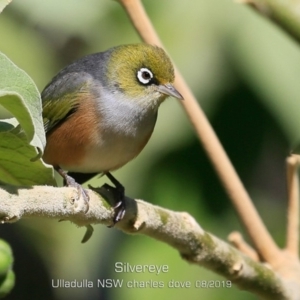 Zosterops lateralis at Ulladulla, NSW - 24 Aug 2019