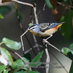 Pardalotus punctatus (Spotted Pardalote) at Burrill Lake, NSW - 22 Aug 2019 by CharlesDove