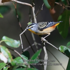 Pardalotus punctatus at Burrill Lake, NSW - 22 Aug 2019 12:00 AM