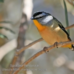 Pardalotus punctatus (Spotted Pardalote) at Coomee Nulunga Cultural Walking Track - 24 Aug 2019 by CharlesDove